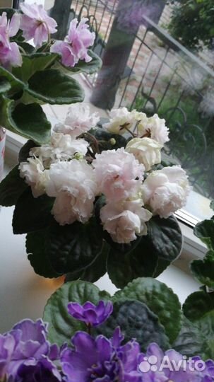 Детки, листы сортовых фиалок