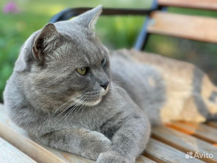 Британский кот
