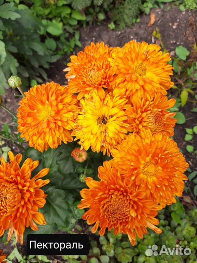 Хризантема корейская 