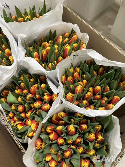 Тюльпаны К 8 марта