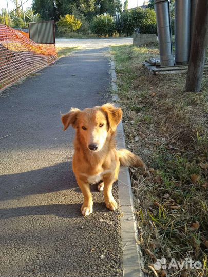 Собака мальчик в добрые руки