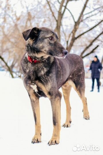 Собаки бесплатно в добрые руки