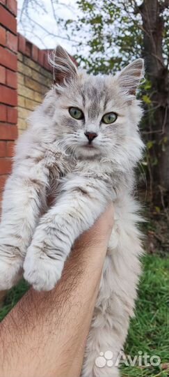 Кошка в дар