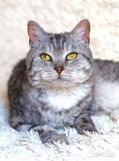 Серебряный кот