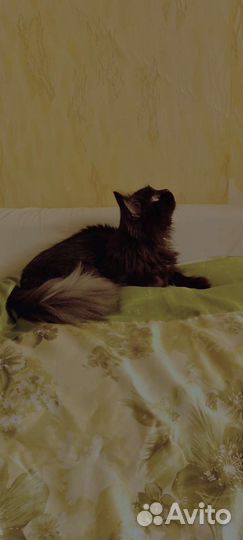 Кошка