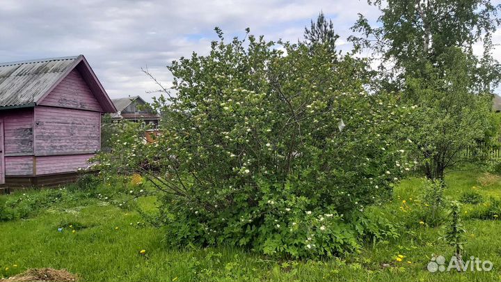 Саженцы черноплодной рябины