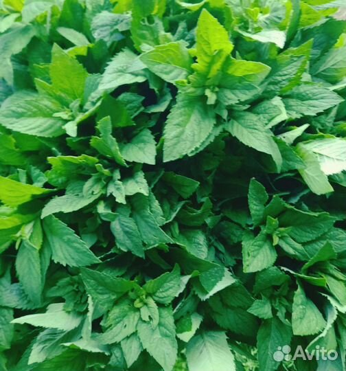 Мята душистая