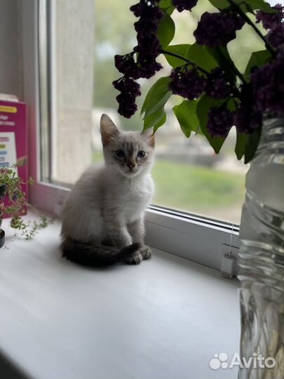 Тайский котенок