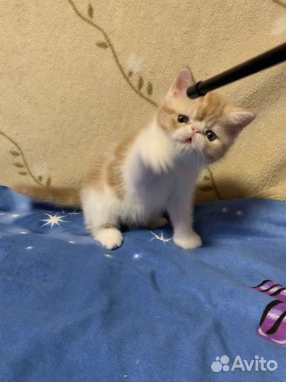 Экзотический котик