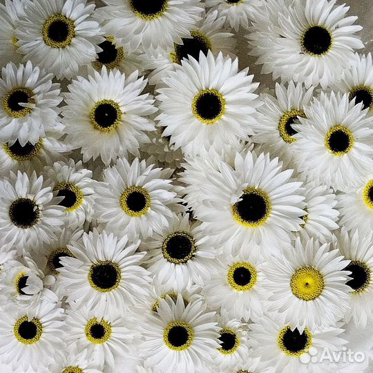 Сухоцветы гелиптерум (акролинум)