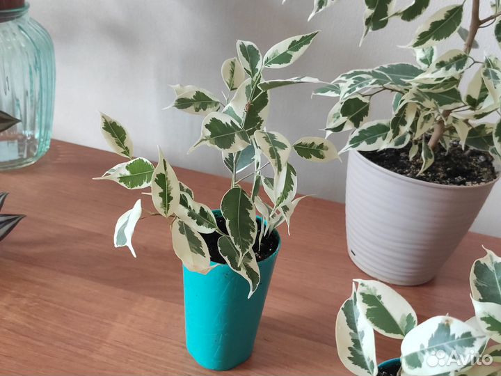 Фикус бенджамина пестролистный