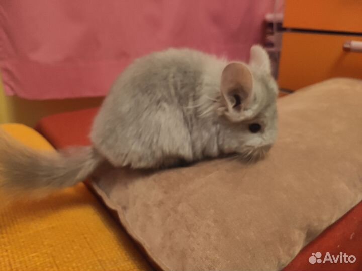 Шиншилла ангора самец