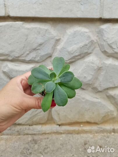 Эхеверия суккулент