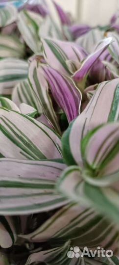 Традесканция зебрина розовая