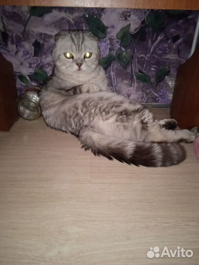 Шотландская вислоухая