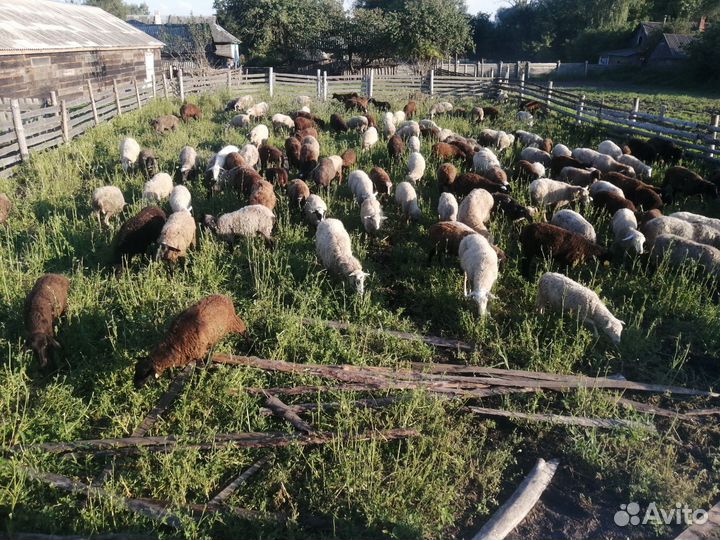 Овцы Бараны Козлята Свиньи Поросята Гуси Утки