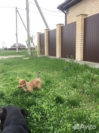 Щенок в добрые руки