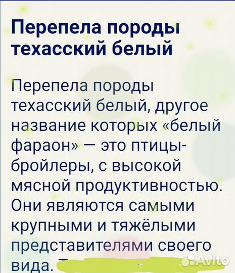 Техасец фараон (перепел)