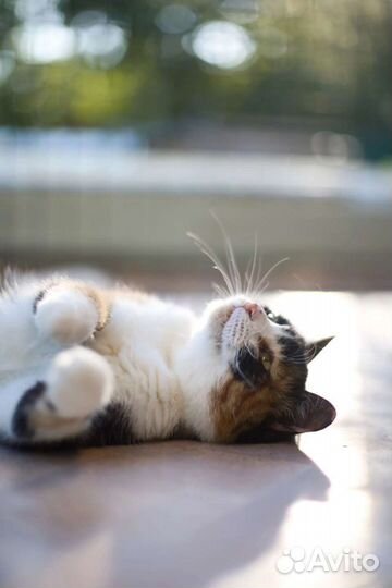 Кошка Тоскана