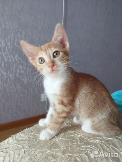 Кошка в дар бесплатно