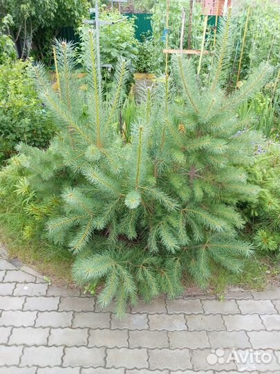 Саженцы сосны