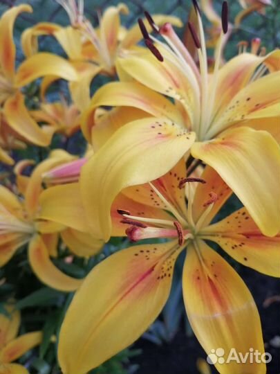 Цветы лилии, лютики