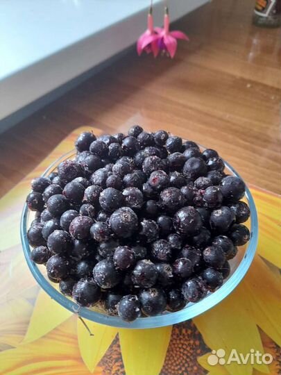 Саженцы черной смородины 2-хлетние и 1 летние