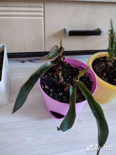 Комнатные цветы