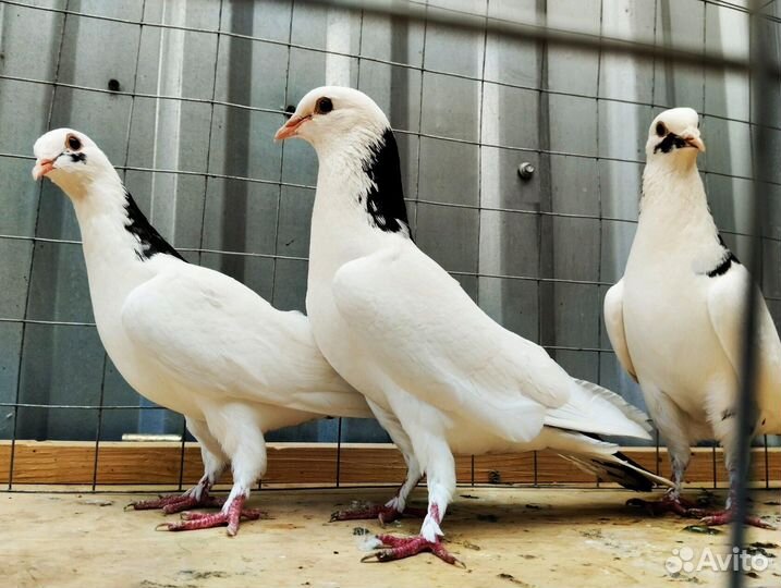 Голуби шейки (перки)