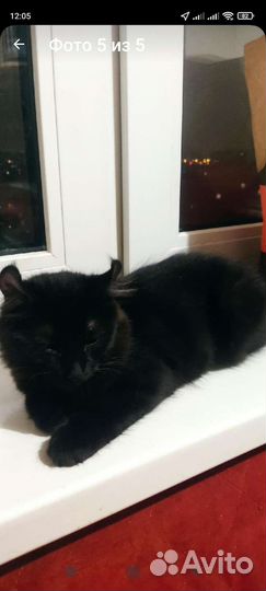 Американский Керл дым в серебре