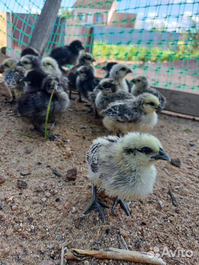 Цыплята 28.06.2024 дата вылупления