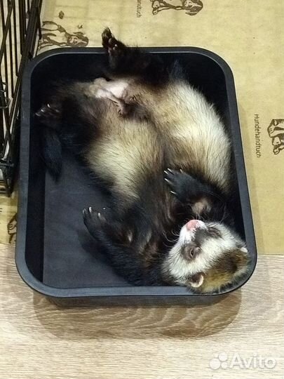 Хорек вязка