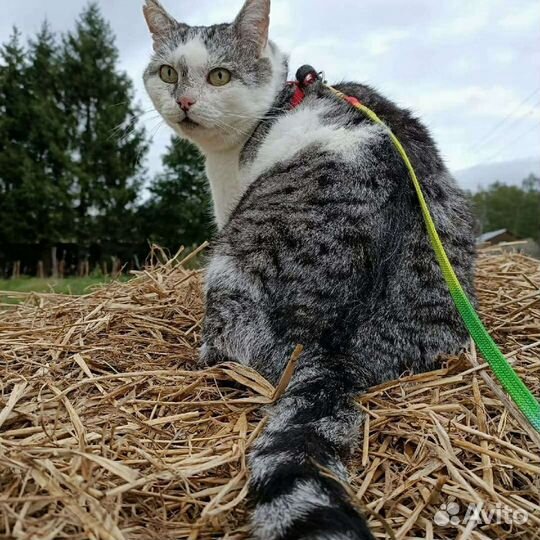 Атаману нужен дом