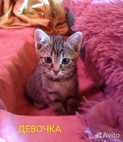 Котята в добрые руки