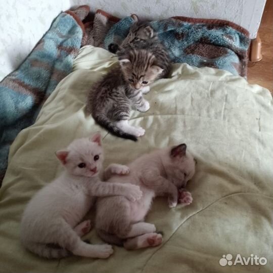 Котята