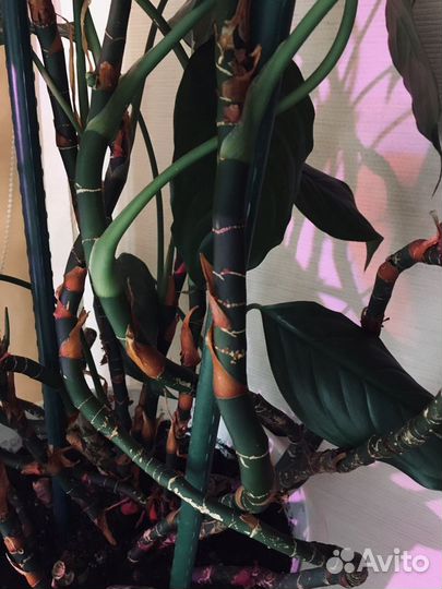 Цветок Аглаонема скромная (с горшком и землей)