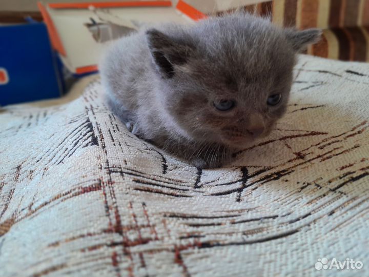 Два котёнка девочки. Уже месяц