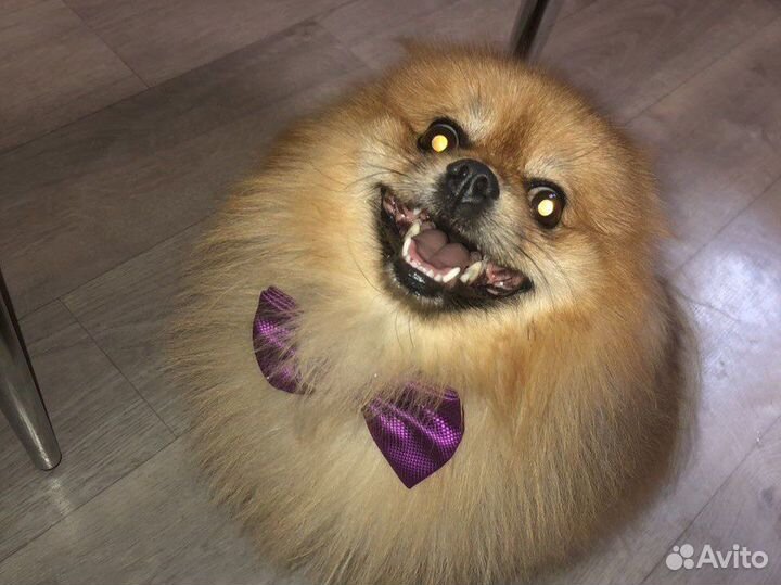 Собака для вязки