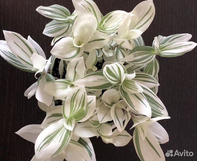 Альбифлора