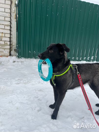 Черная собака в дар