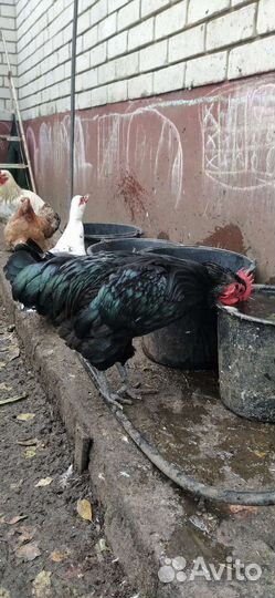 Петухи. Инкубационное яйцо кур