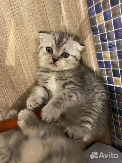 Британские котята