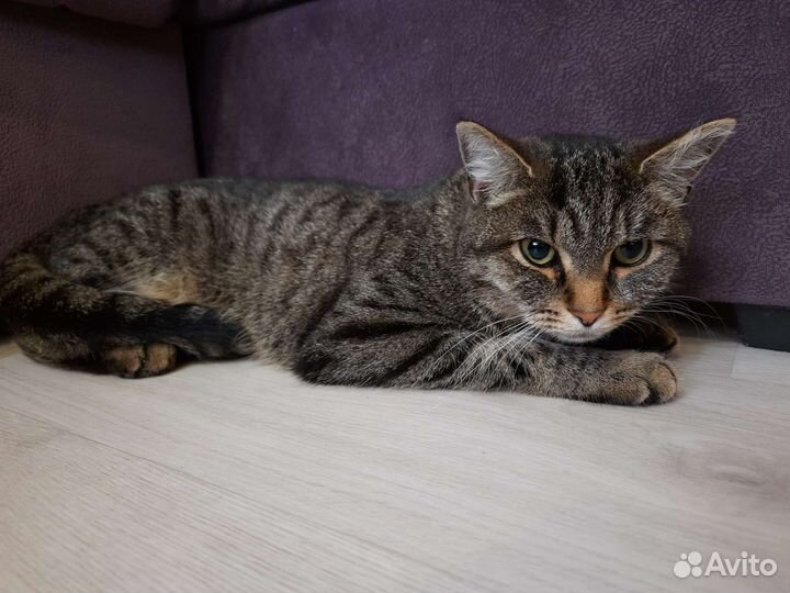 Отдам кошечку