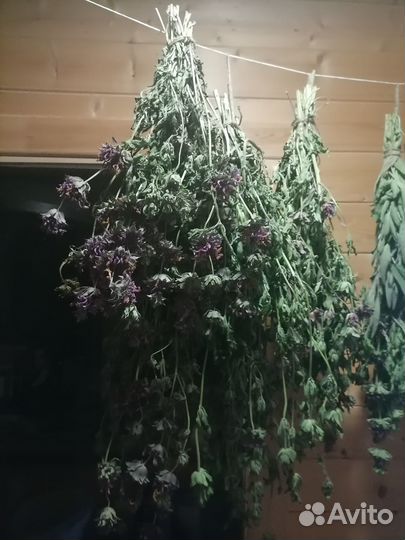 Монарда и другие пряные лечебные травы