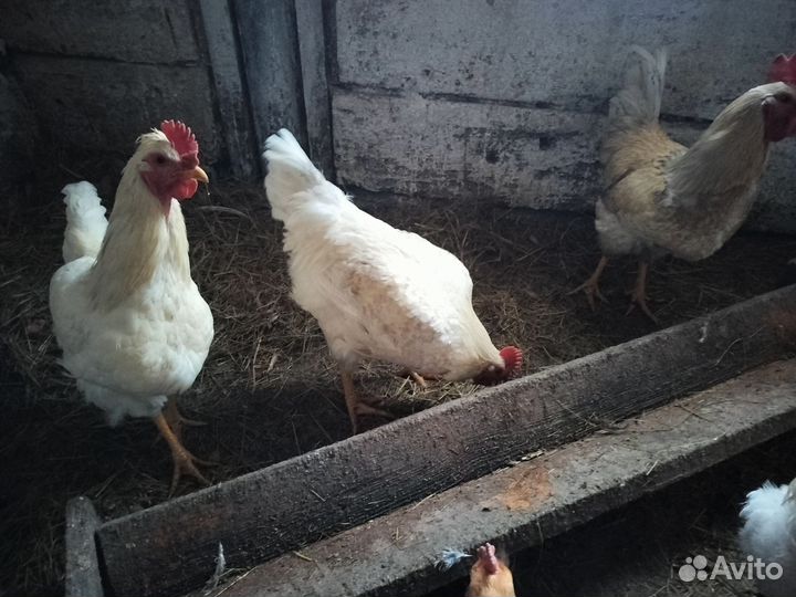 Молодые петухи