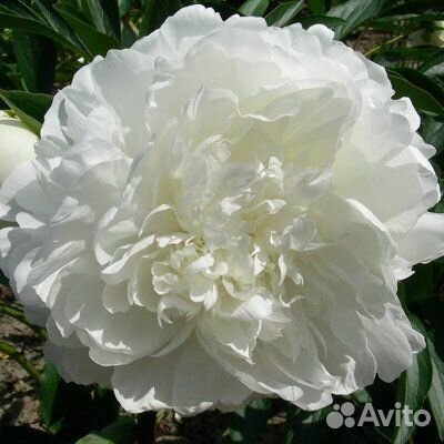 Мадам Клод Тен. Пион