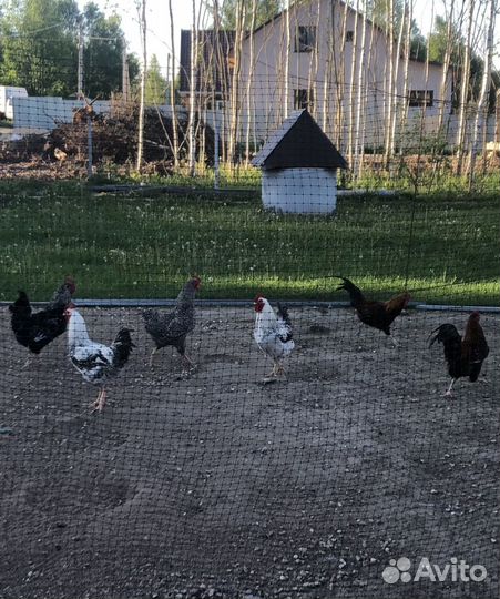 Молодые петухи