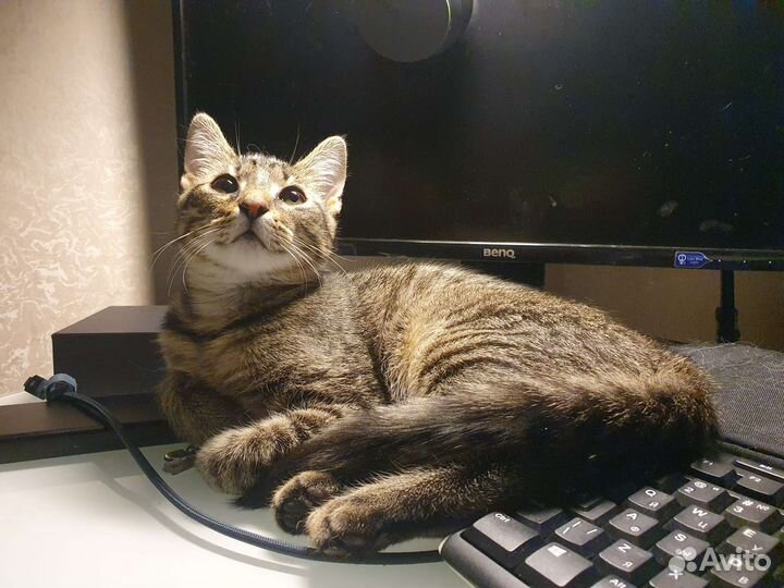 Шпрот подкапотыш (видео)