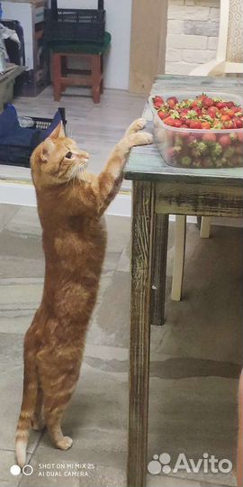 Кот