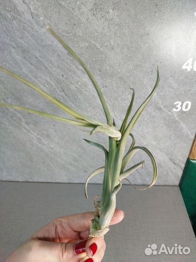 Тилландсия интермедия